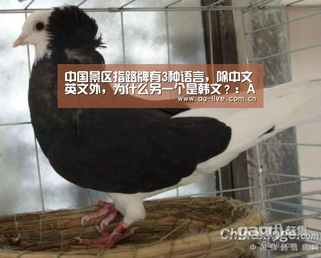 中国景区指路牌有3种语言,除中文英文外,为什么另一个是韩文?:AG真人官网(图1) 中国景区指路牌有3种语言,除中文英文外,为什么另一个是韩文?:AG真人官网(图1)