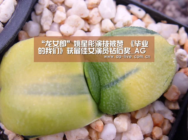 “龙女郎”姚星彤演技被赞 《毕业的我们》获最佳女演员钻石奖_AG真人官网(图1) “龙女郎”姚星彤演技被赞 《毕业的我们》获最佳女演员钻石奖_AG真人官网(图1)